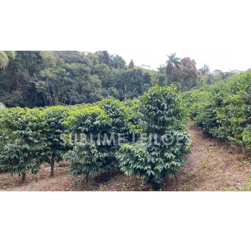 Foto de Terreno de 13,67 hectares | Sem benfeitorias